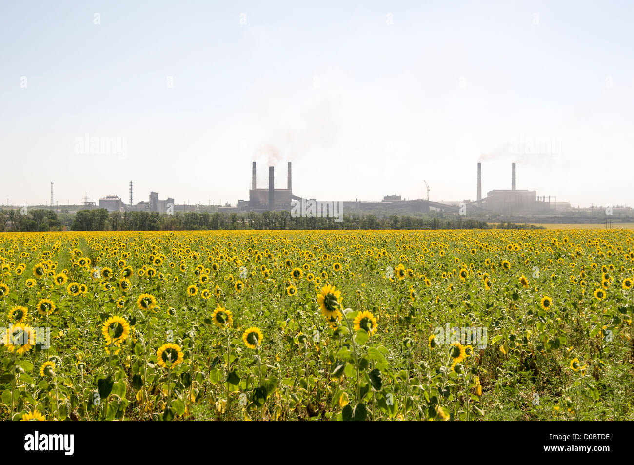 sunflower field plant factory smoke smog horizont Stock Photo