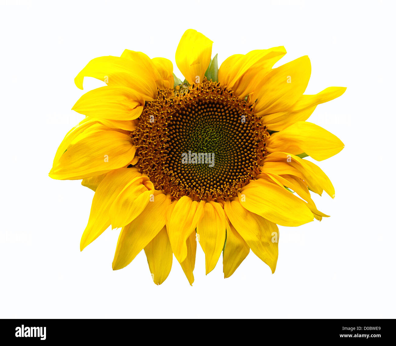 Sunflower head plant on white background isolated Stock Photo - Alamy