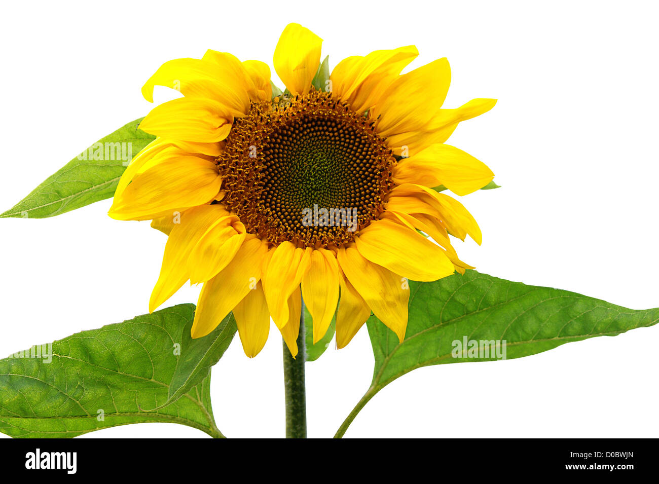 Sunflower plant on white background isolated Stock Photo - Alamy