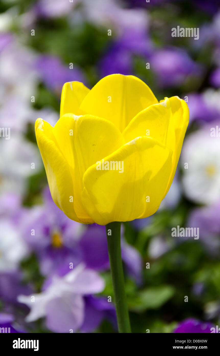 Yellow Tulip, Gorky Park, Moscow, Russia Stock Photo