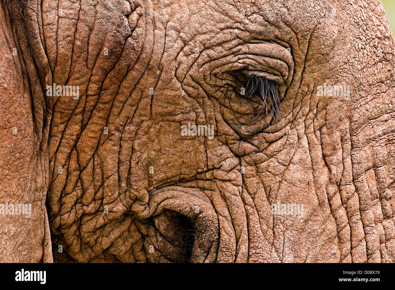 Leathery Skin an African Elephant Stock Photo - Alamy