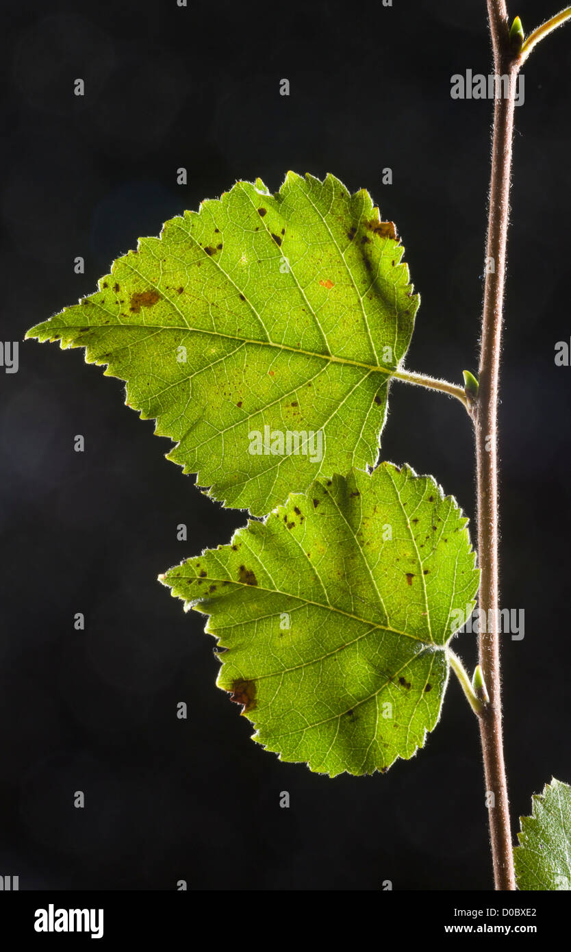 Leaves of Downy Birch (Betula pendula) close-up Stock Photo
