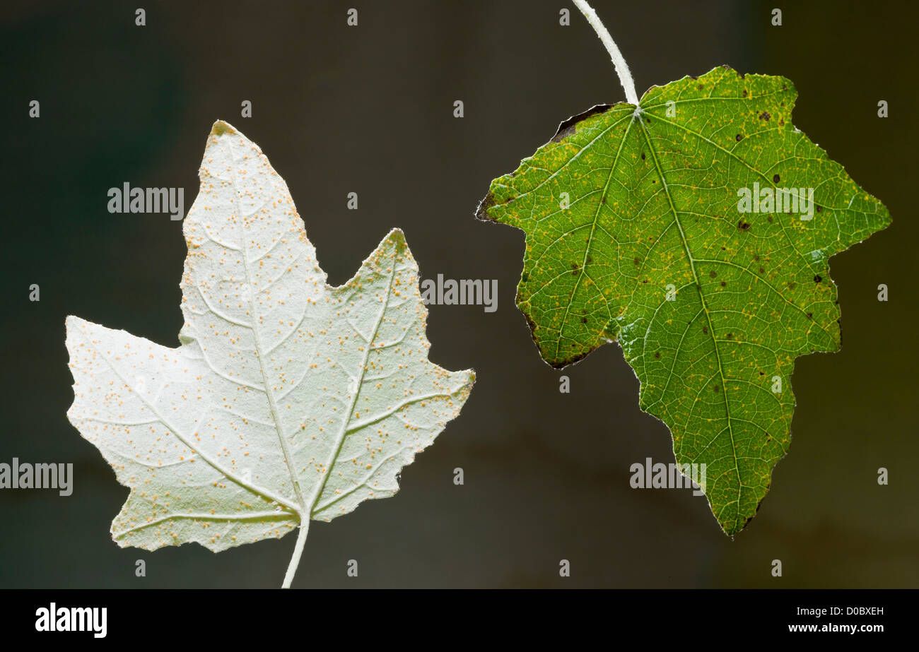 White Poplar (Populus alba) leaves, underside and upper side, close-up Stock Photo