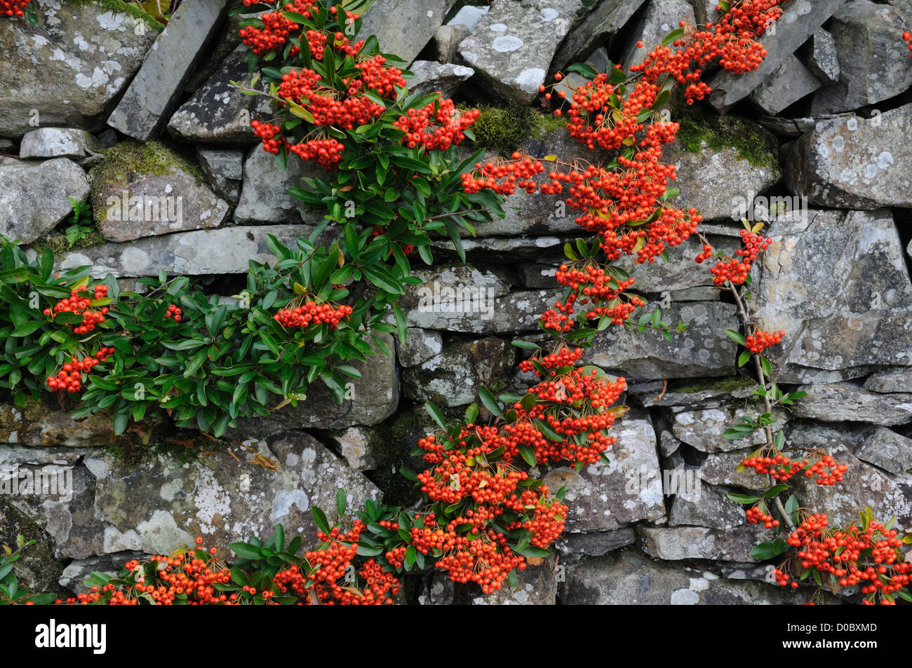 Bright red Pyracantha berries on an old stone wall Stock Photo
