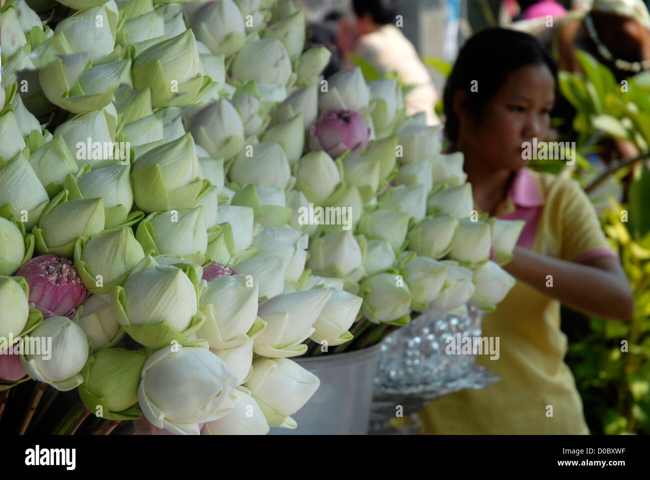 Woman, Offerings, Devout, Sanctuary, Monk, Kru Ba Srivichai, Chiang Mai,Thailand, Asia Stock Photo