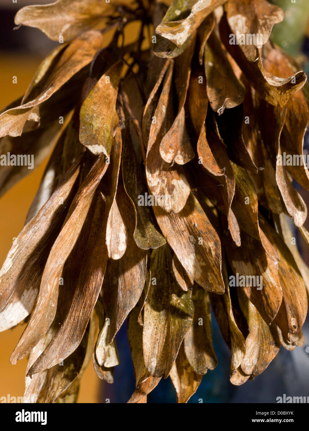 Ash keys (Fraxinus excelsior) close-up, in autumn Stock Photo