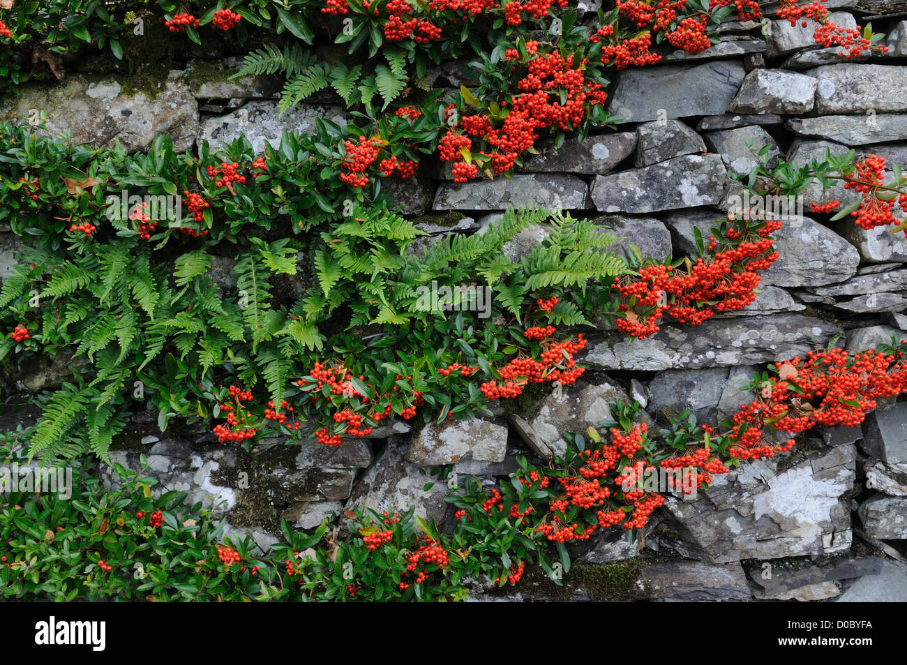 bright red Pyracantha berries and fern on an old stone wall Stock Photo