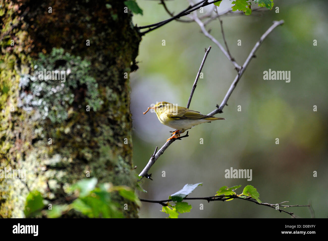 Wood warbler (phylloscopus sibilatrix) Stock Photo