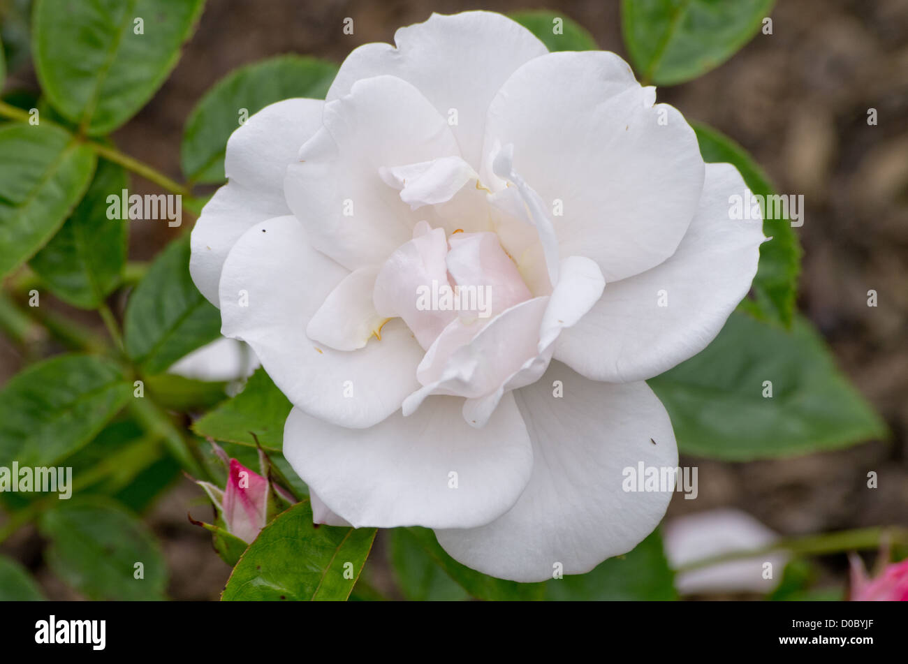 Modern shrub rose 'Pearl Drift' Stock Photo
