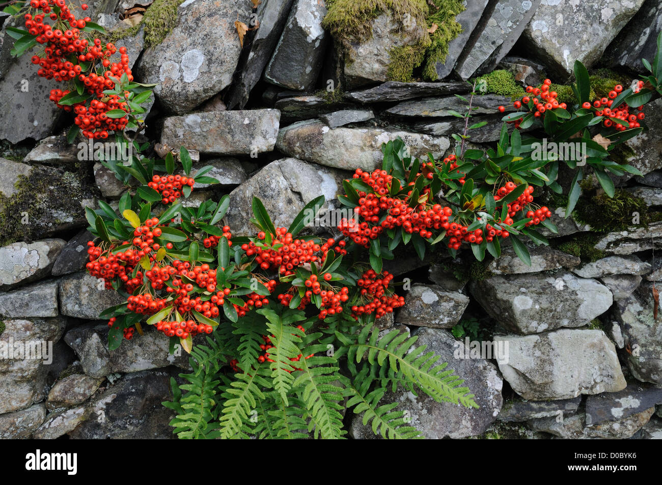 bright red Pyracantha berries and fern on an old stone wall Stock Photo