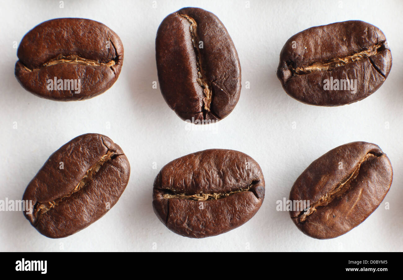 ARABICA COFFEE BEANS ON A WHITE BACKGROUND Stock Photo - Alamy