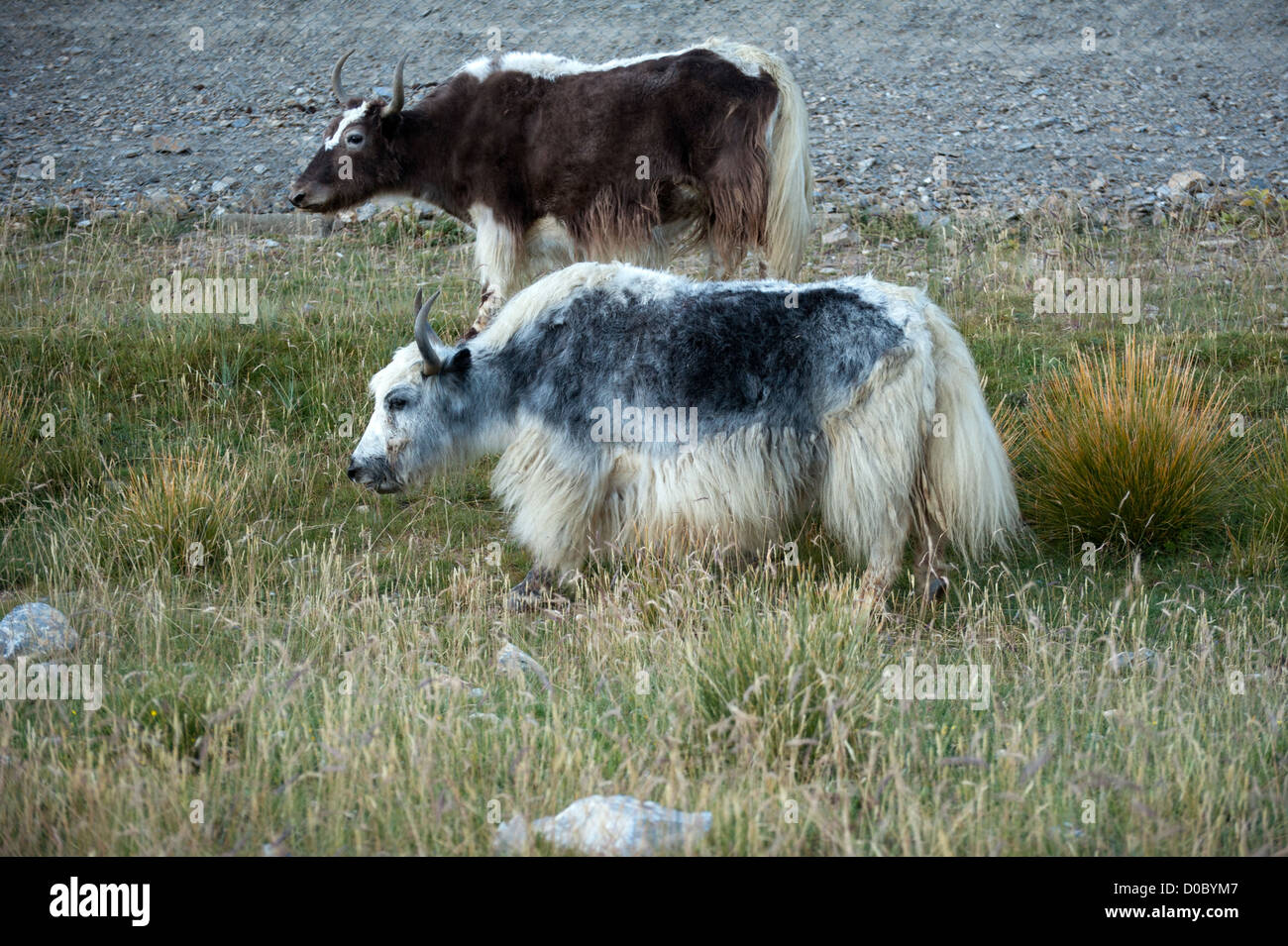 Yak grazing in meadow at Himalayan mountains Stock Photo