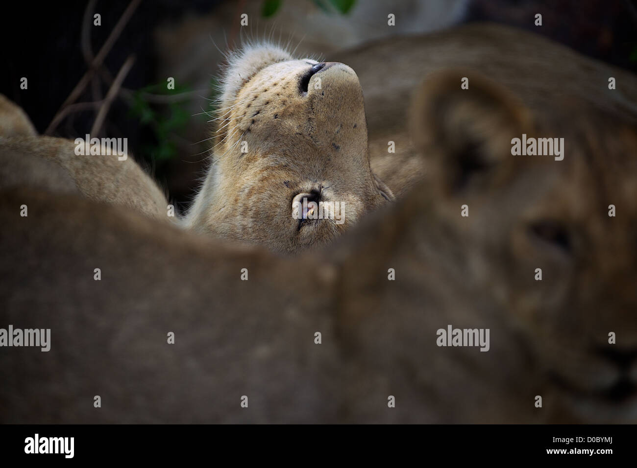 African Lion  cub Panthera leo  in Ruaha Game reserve . Southern Tanzania. Africa Stock Photo