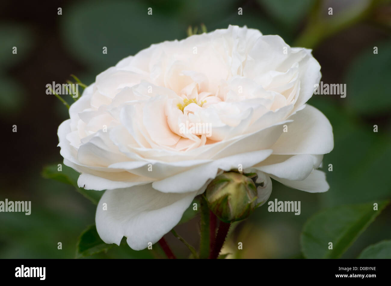 Modern shrub rose "Macmillan Nurse Stock Photo Alamy