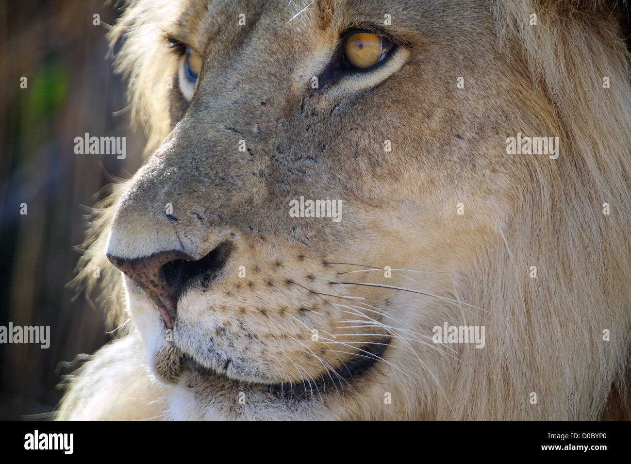 African Lion  Panthera leo  in Ruaha Game reserve . Southern Tanzania. Africa Stock Photo