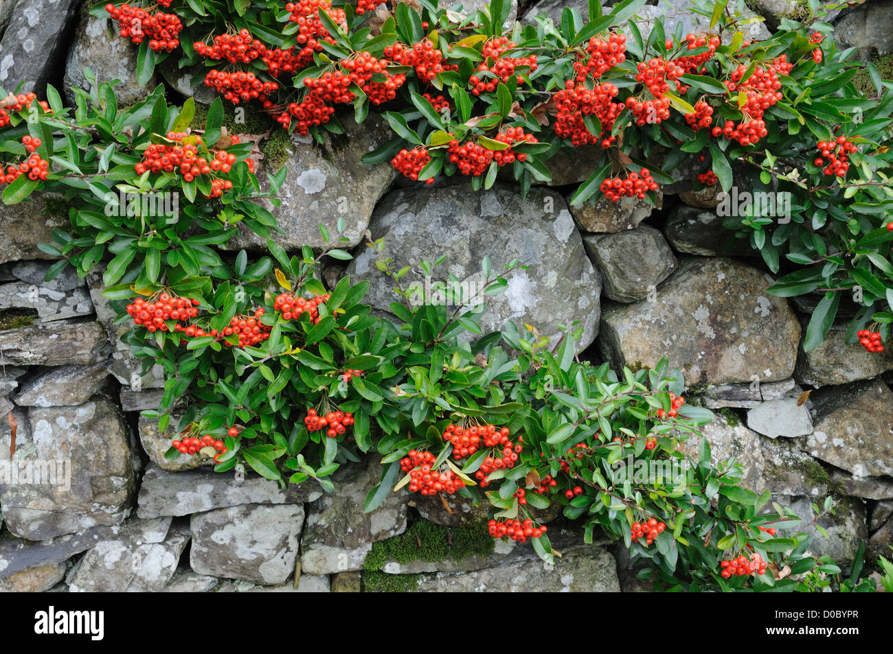 Bright red Pyracantha berries on an old stone wall Stock Photo