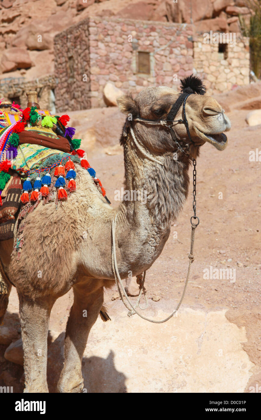 Colourful camel dressed for tourists outside St Catherine monastery in Egypt Stock Photo