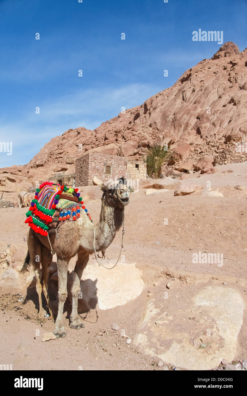 Colourful camel dressed for tourists outside St Catherine monastery in Egypt Stock Photo