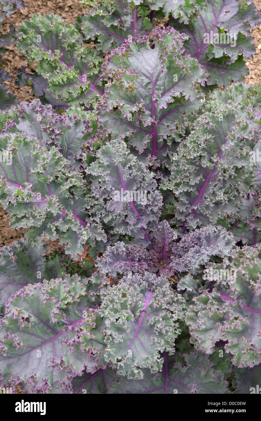 Borecole 'Scarlet' kale Stock Photo