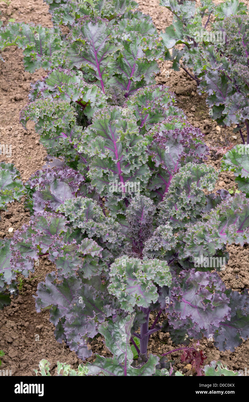 Borecole 'Scarlet' kale Stock Photo