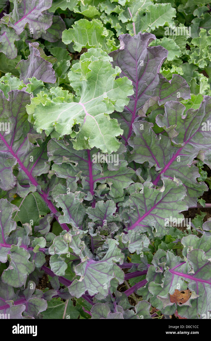 Brussels sprout 'Petit Posy' foliage Stock Photo