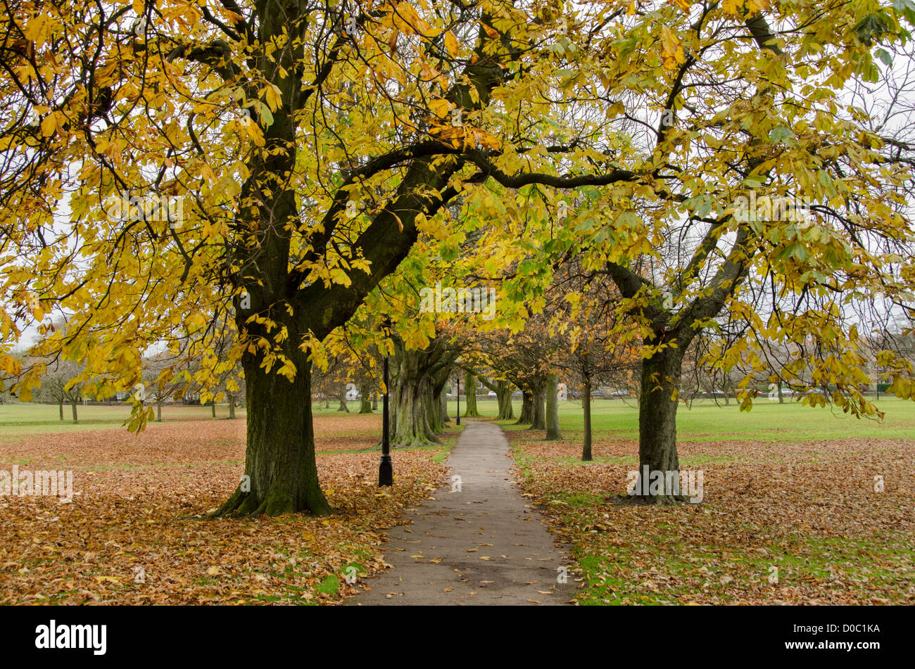 Quiet scenic parkland path & avenue of trees (beautiful, colourful autumn foliage & carpet of fallen leaves) - The Stray, Harrogate, England, GB, UK. Stock Photo