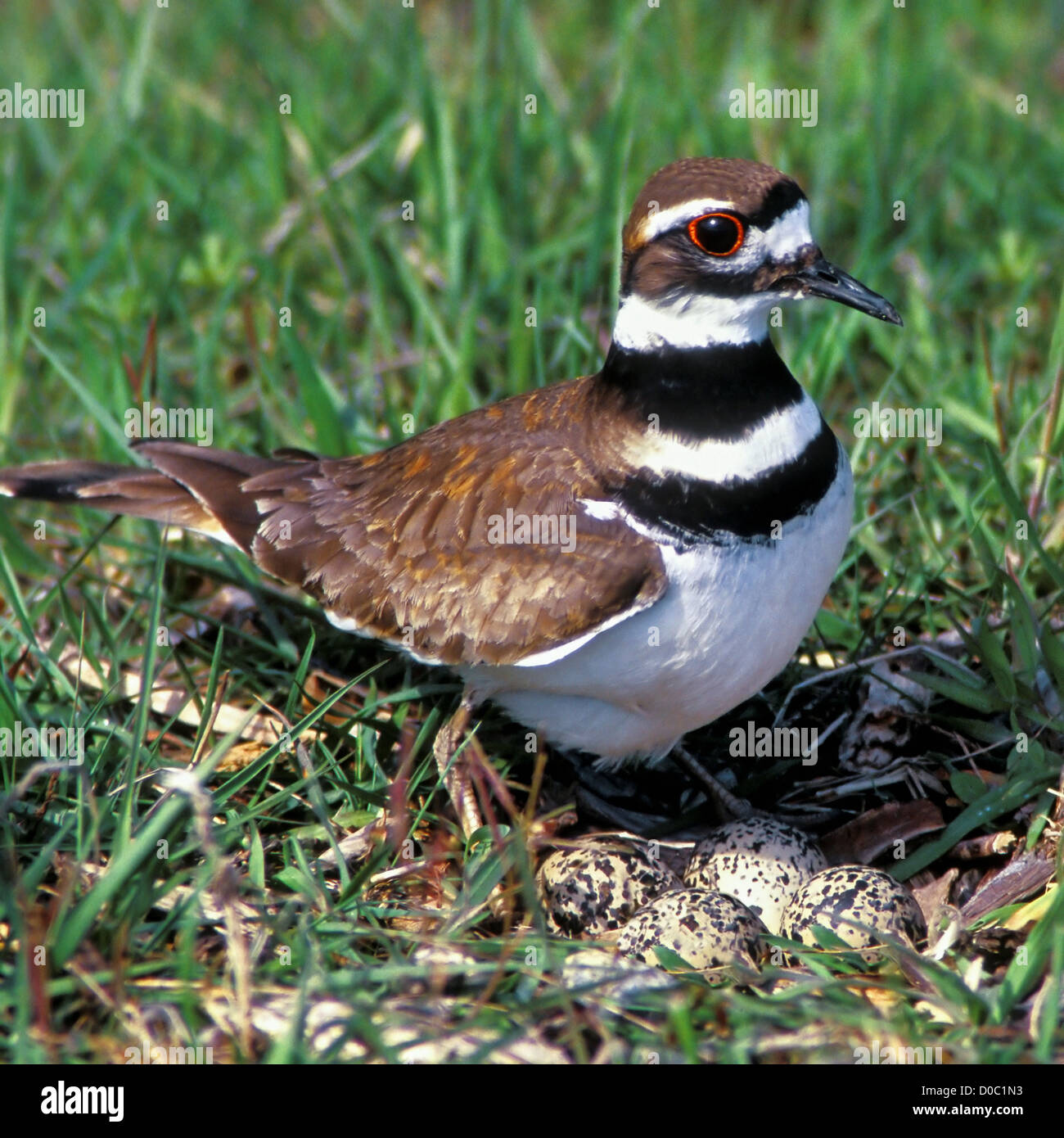 Female Killdeer Guards Her Nest of Four Eggs Stock Photo Alamy
