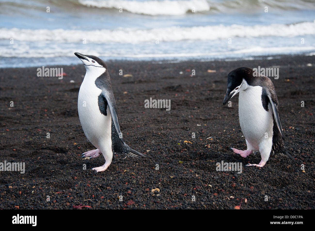Chinstrap penguins in a relation, spring in Antarctica Stock Photo - Alamy