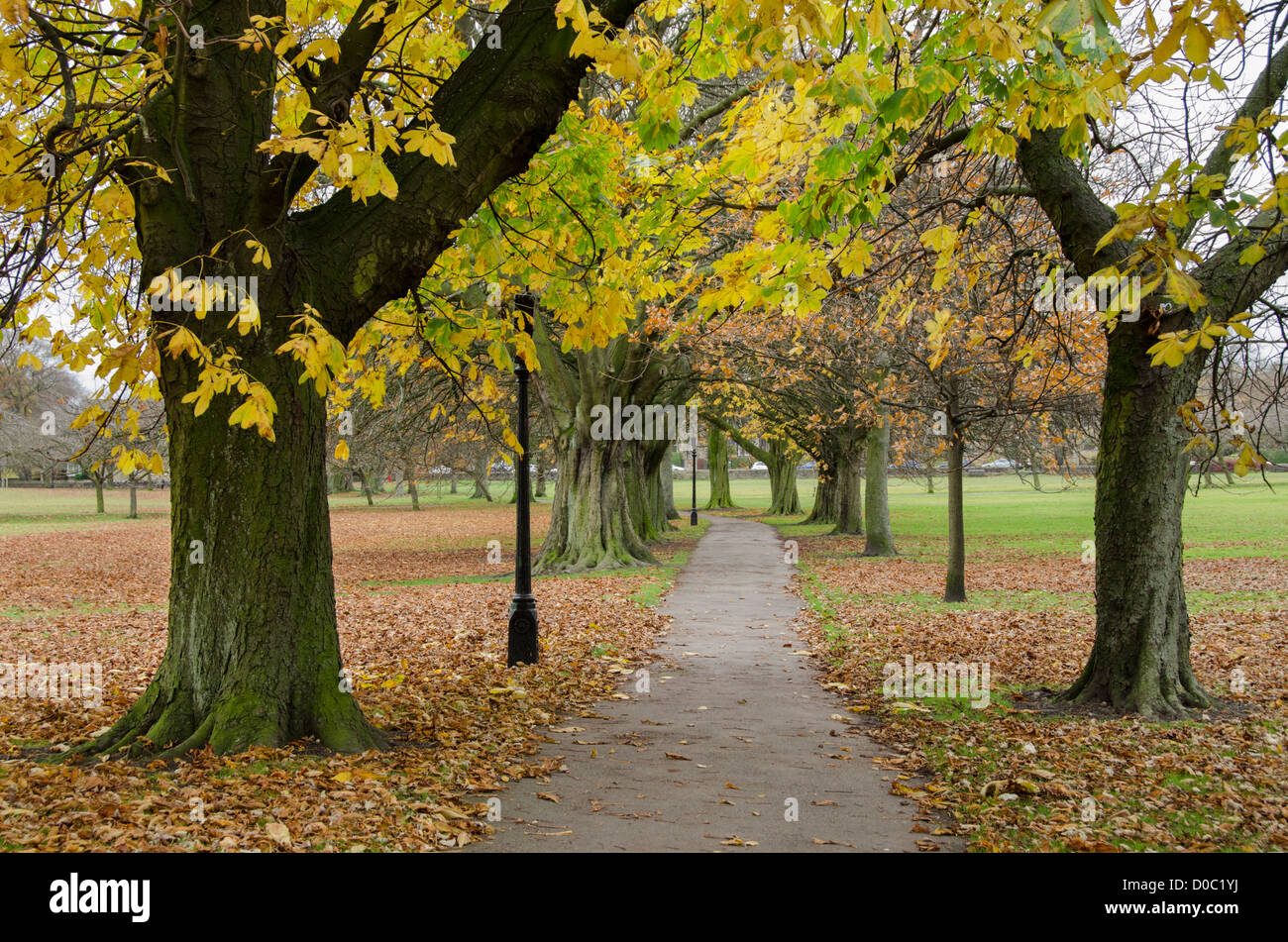 Quiet scenic parkland path & avenue of trees (beautiful, colourful autumn foliage & carpet of fallen leaves) - The Stray, Harrogate, England, GB, UK. Stock Photo