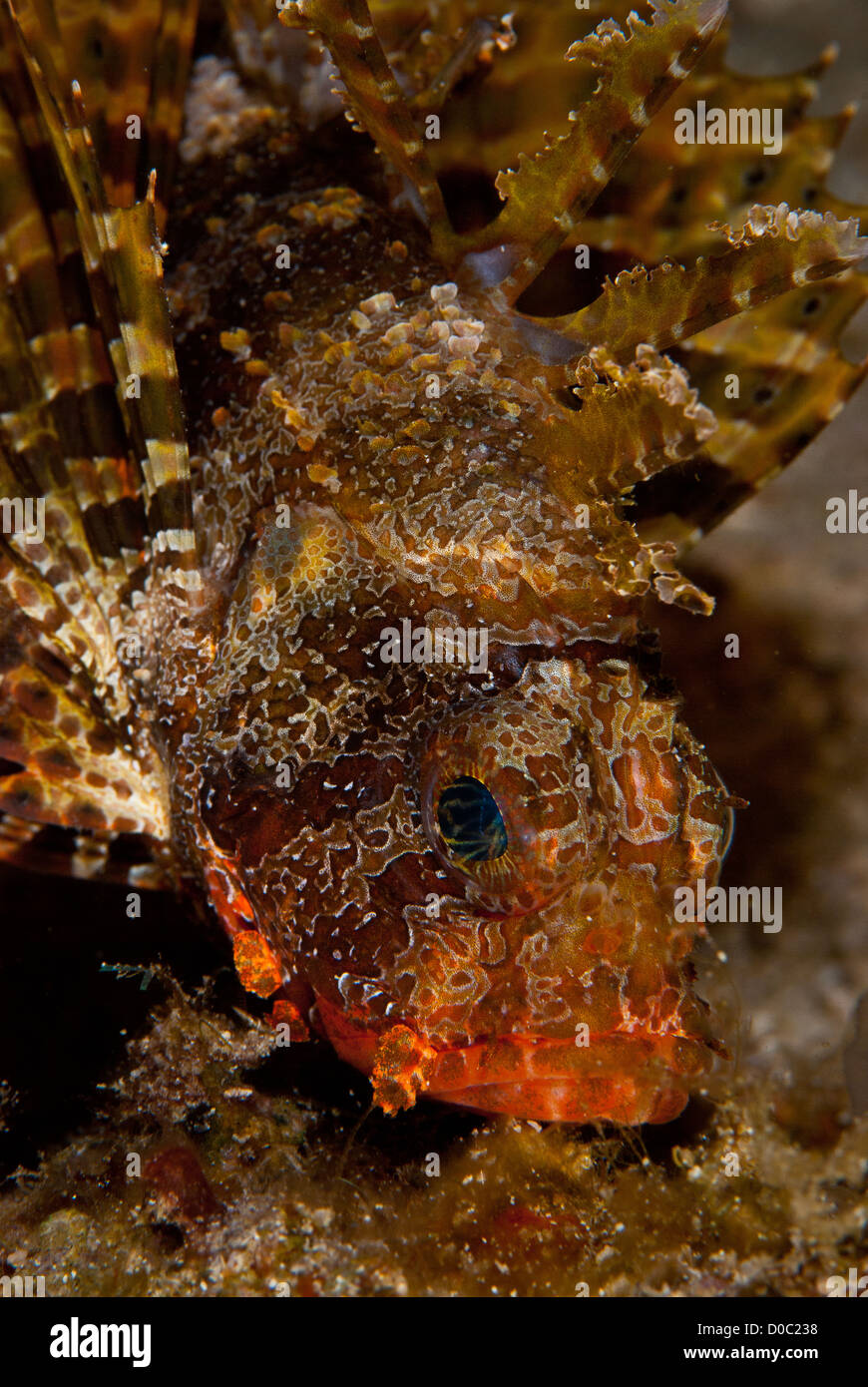 the face portrait of a shortfin lionfish (Dendrochirus brachypterus) seeing during a night dive at Wainilu, Komodo National Park Stock Photo