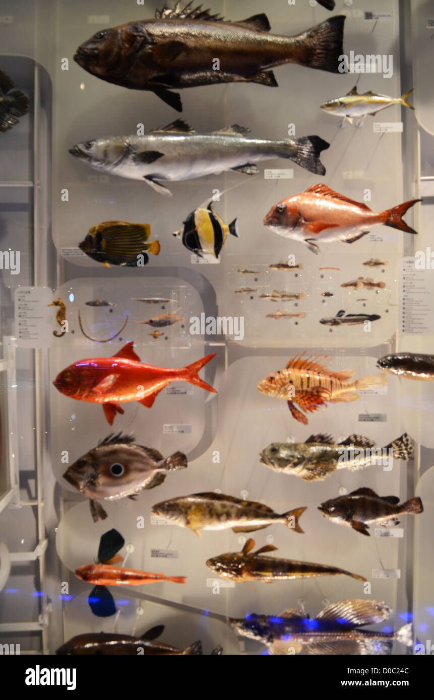 National Museum of Nature and Science, Tokyo Stock Photo Alamy