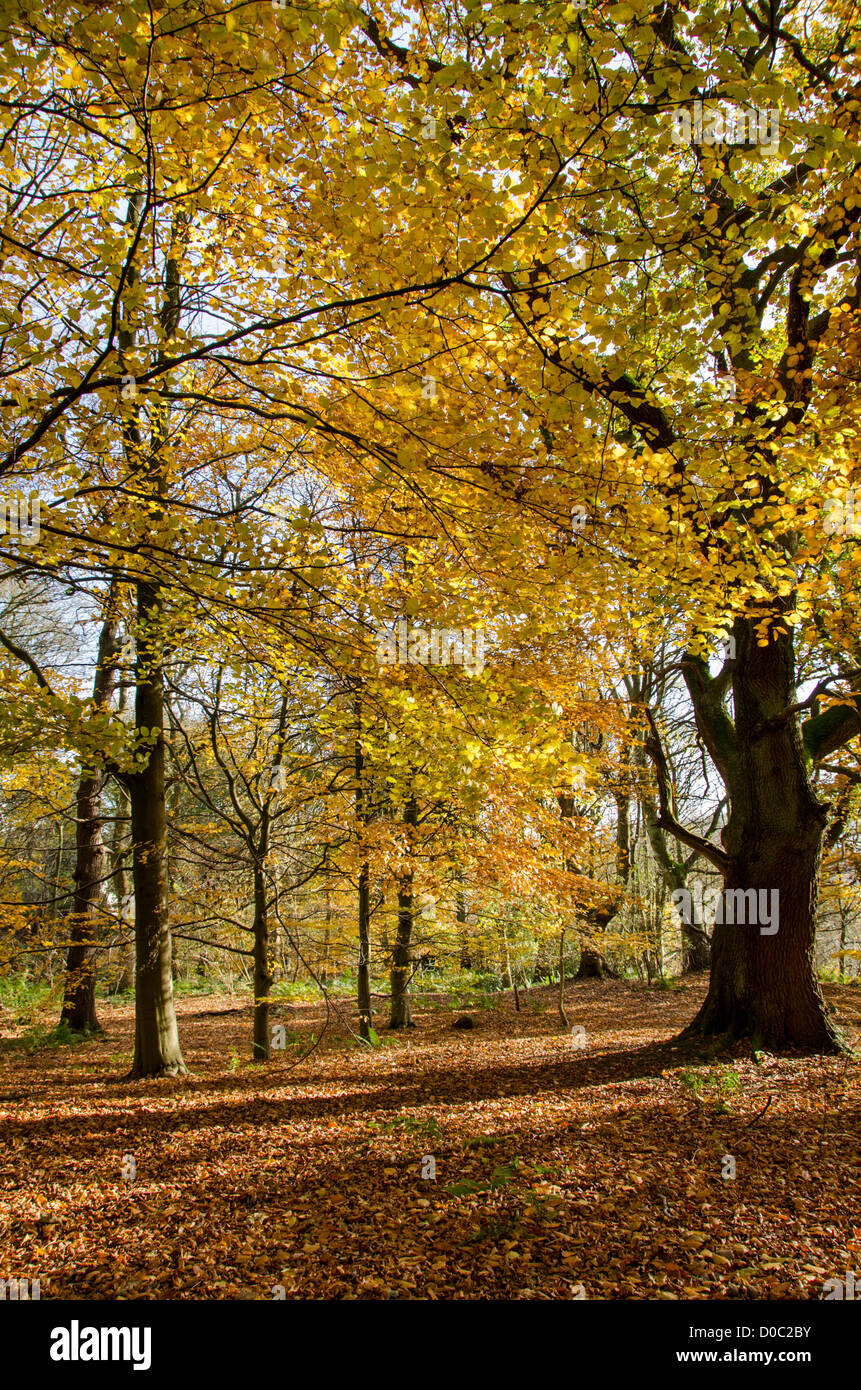 Dappled sunlight in autumn falls on trees & golden carpet of leaves in scenic peaceful woodland - Middleton Woods, Ilkley, West Yorkshire, England, UK Stock Photo