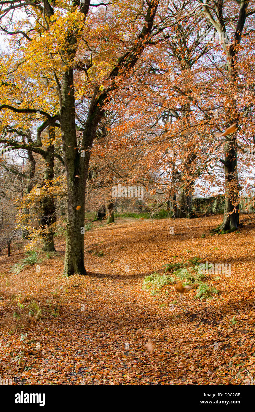 Vivid autumn colours on sunlit trees & dense carpet of colourful leaves in scenic rural woodland - Bolton Abbey Estate, Yorkshire Dales, England, UK. Stock Photo
