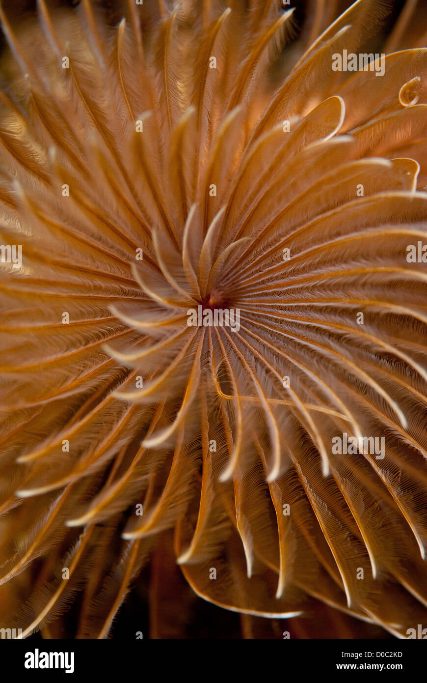 Dead worm hi-res stock photography and images - Alamy