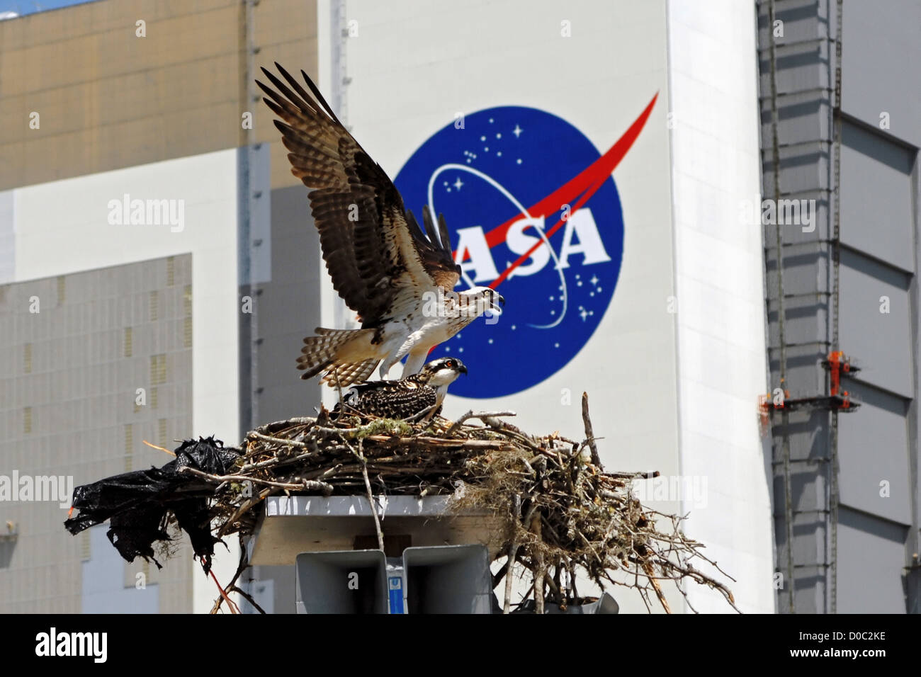 An osprey leaves its nest at the Kennedy Space Center press site with