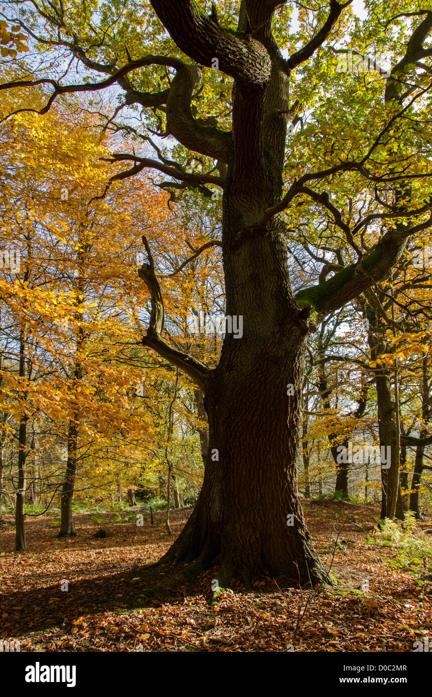Large tree silhouetted by autumn sunlight & carpet of golden leaves in quiet scenic woodland - Middleton Woods, Ilkley, West Yorkshire, England, UK Stock Photo