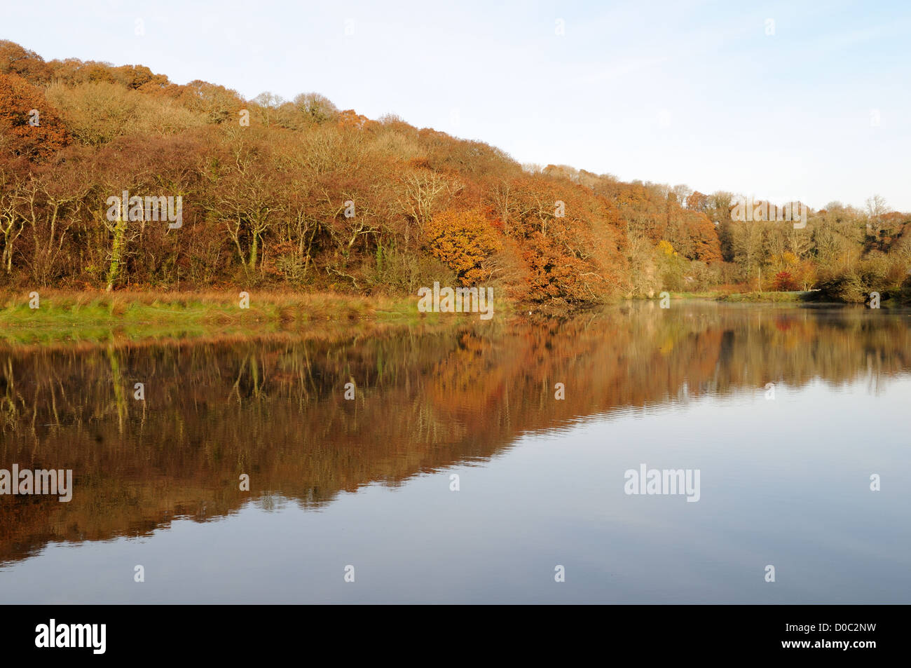 Ancient oak woodland on the bank of the Cresswell River  in Autumn Pembrokeshire Wales Cymru UK GB Stock Photo