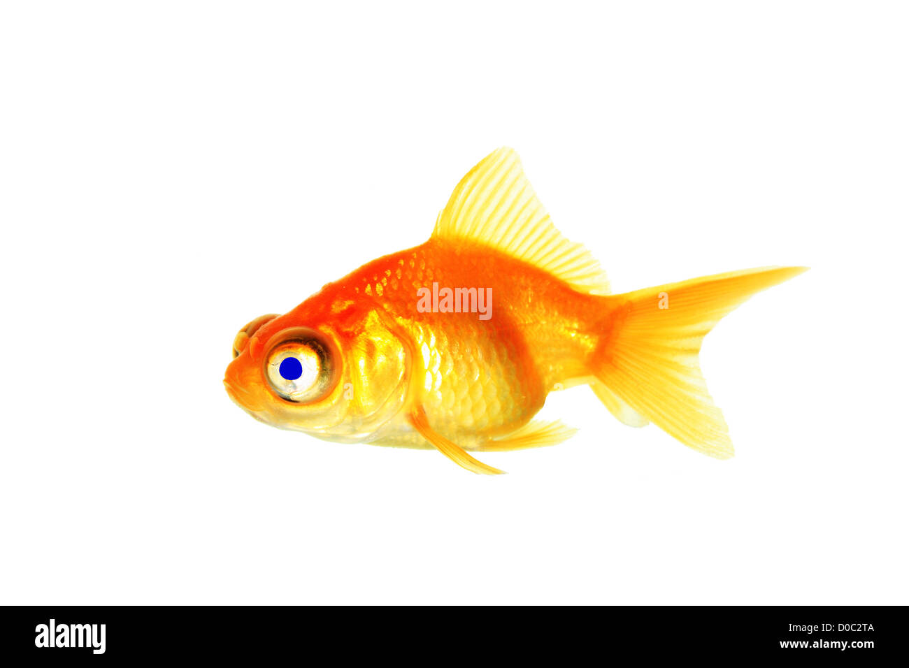 Blue eyed goldfish Stock Photo