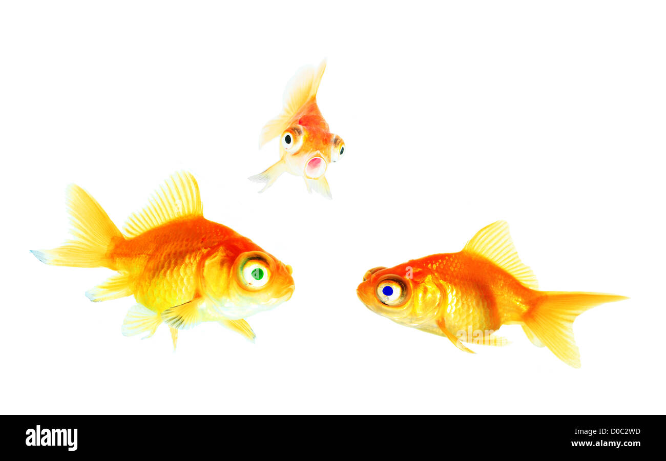 Green and blue eyed goldfish Stock Photo