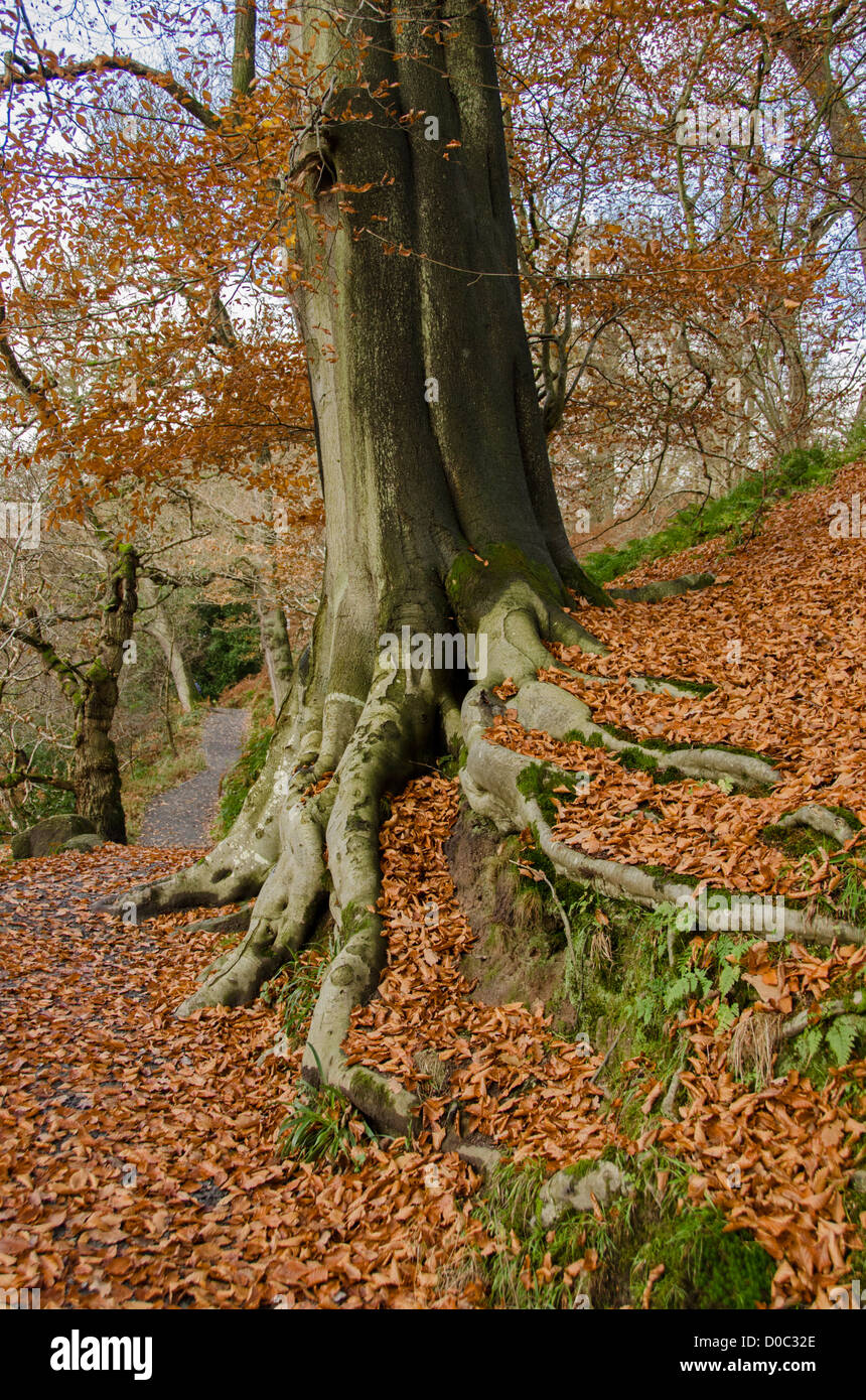 Close-up of trunk of beech tree growing on hillside, spreading roots covered in leaves & lichen - Bolton Abbey Estate, North Yorkshire, England, UK. Stock Photo
