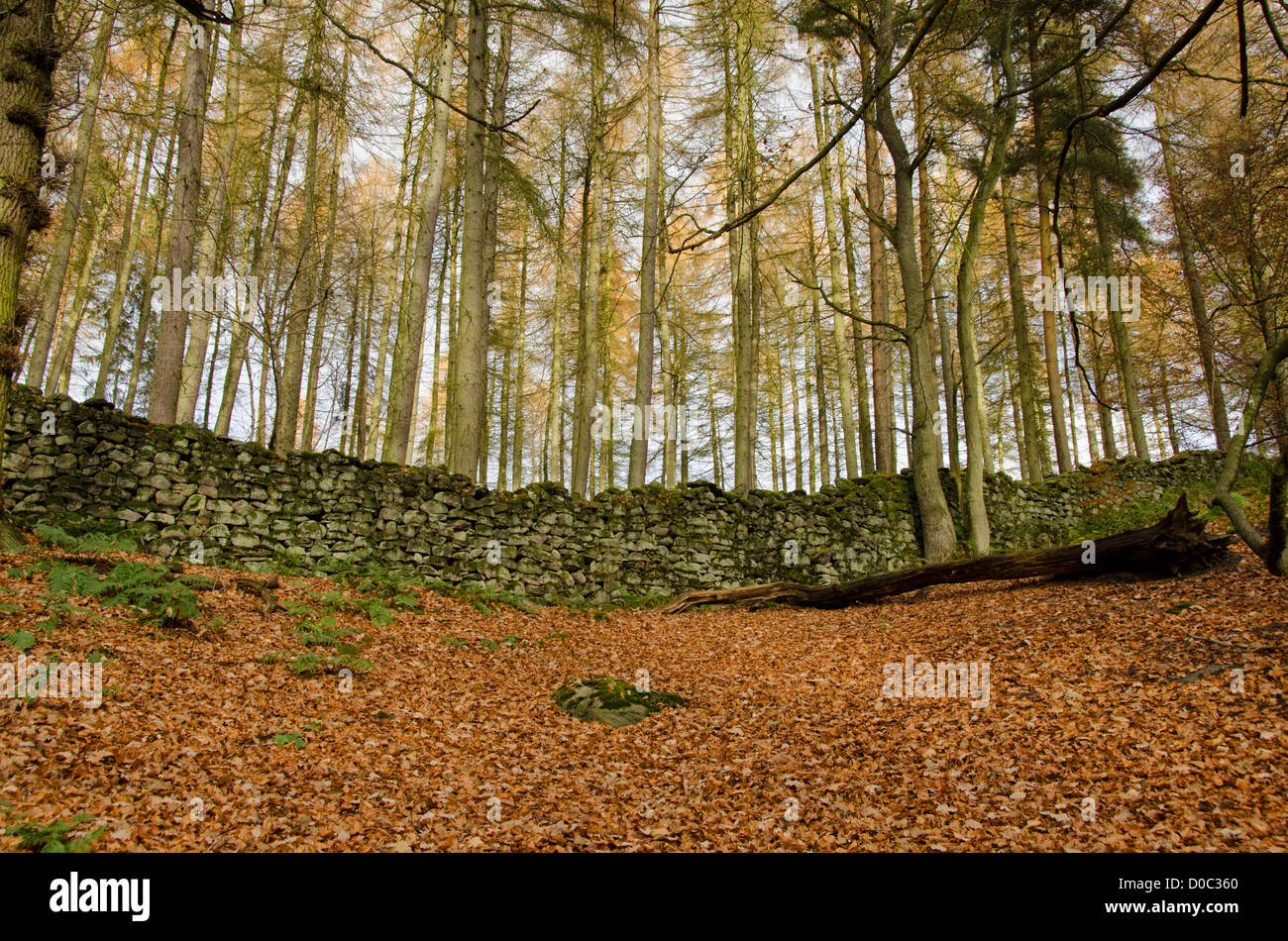 Fallen leaves carpeting forest floor in autumn & towering coniferous trees growing on hillside - Bolton Abbey Estate, North Yorkshire, England, UK. Stock Photo