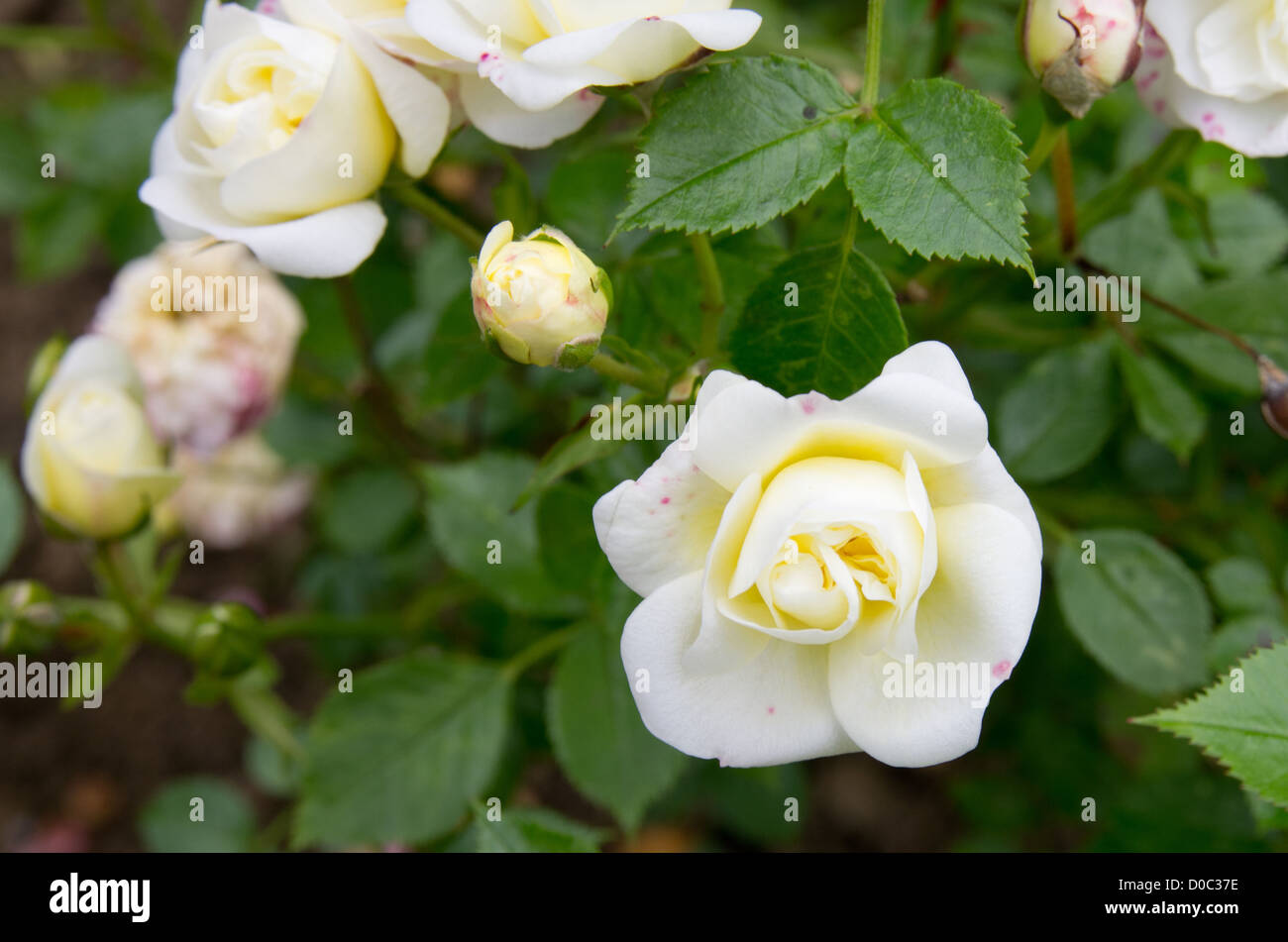 White flower bells hi-res stock photography and images - Alamy