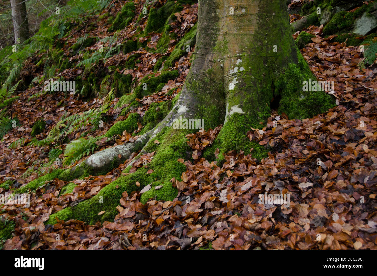 Close-up of trunk of beech tree growing on hillside, spreading roots covered in leaves & lichen - Bolton Abbey Estate, North Yorkshire, England, UK. Stock Photo