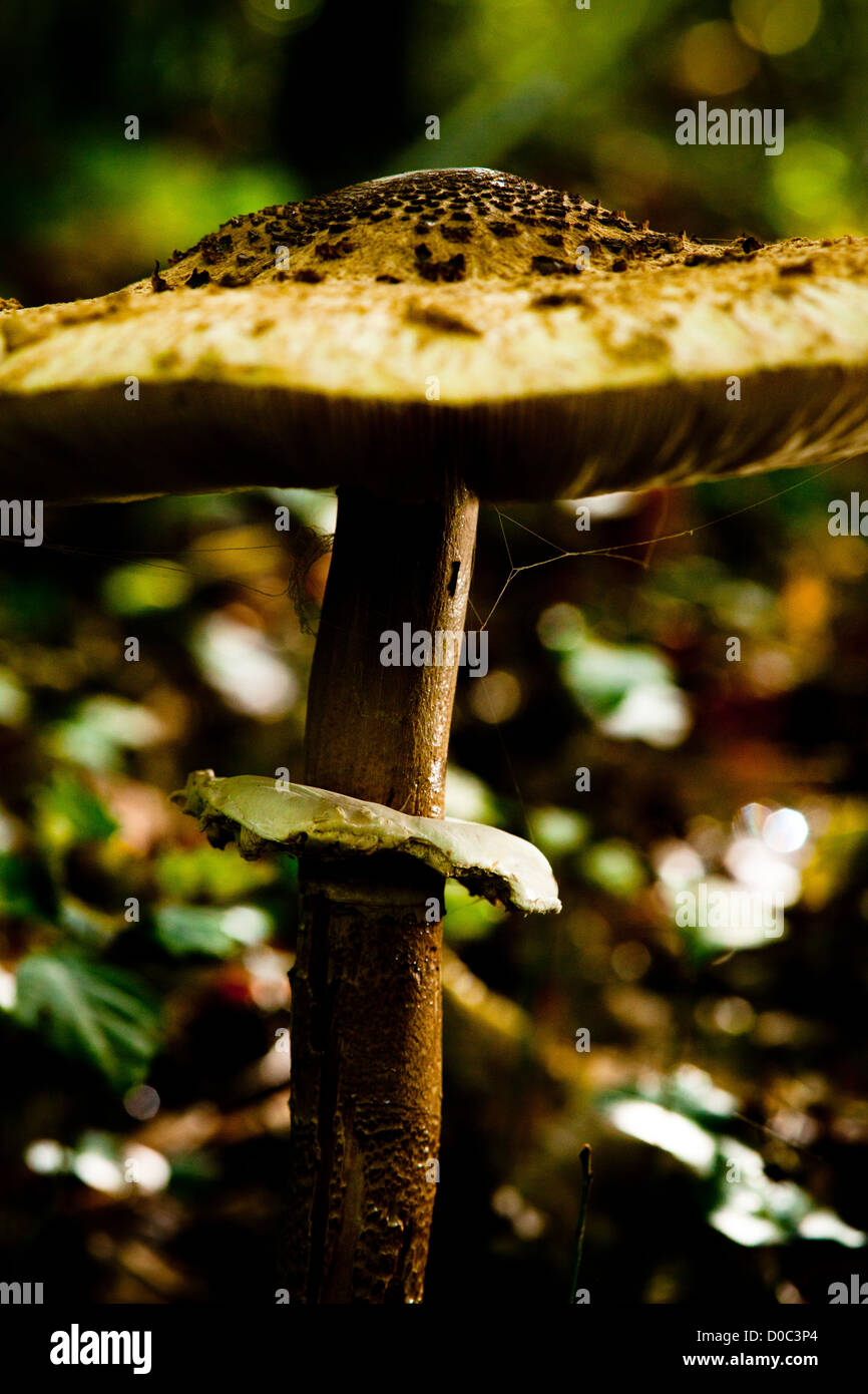 Large toadstool from East Blean wood, Kent England Stock Photo