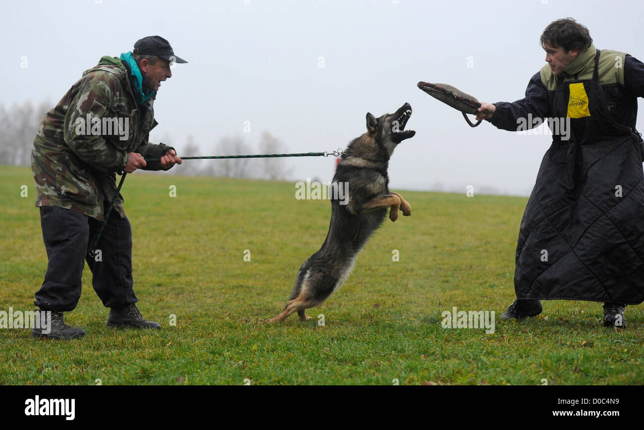 all police dogs