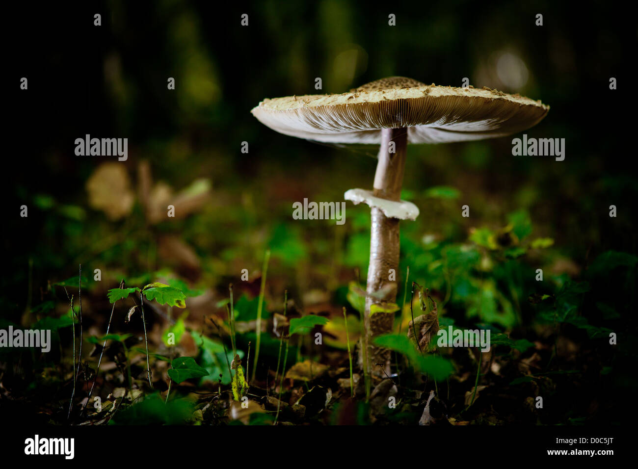 Large toadstool from East Blean wood, Kent England Stock Photo