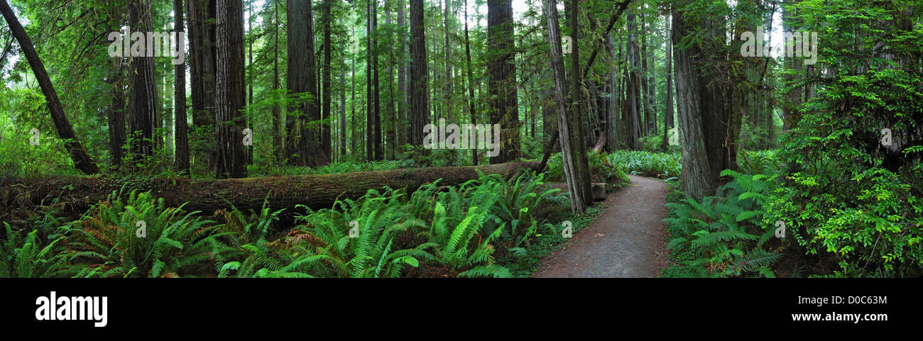 Trees in Redwood National and State Parks, in far northern California. Stock Photo