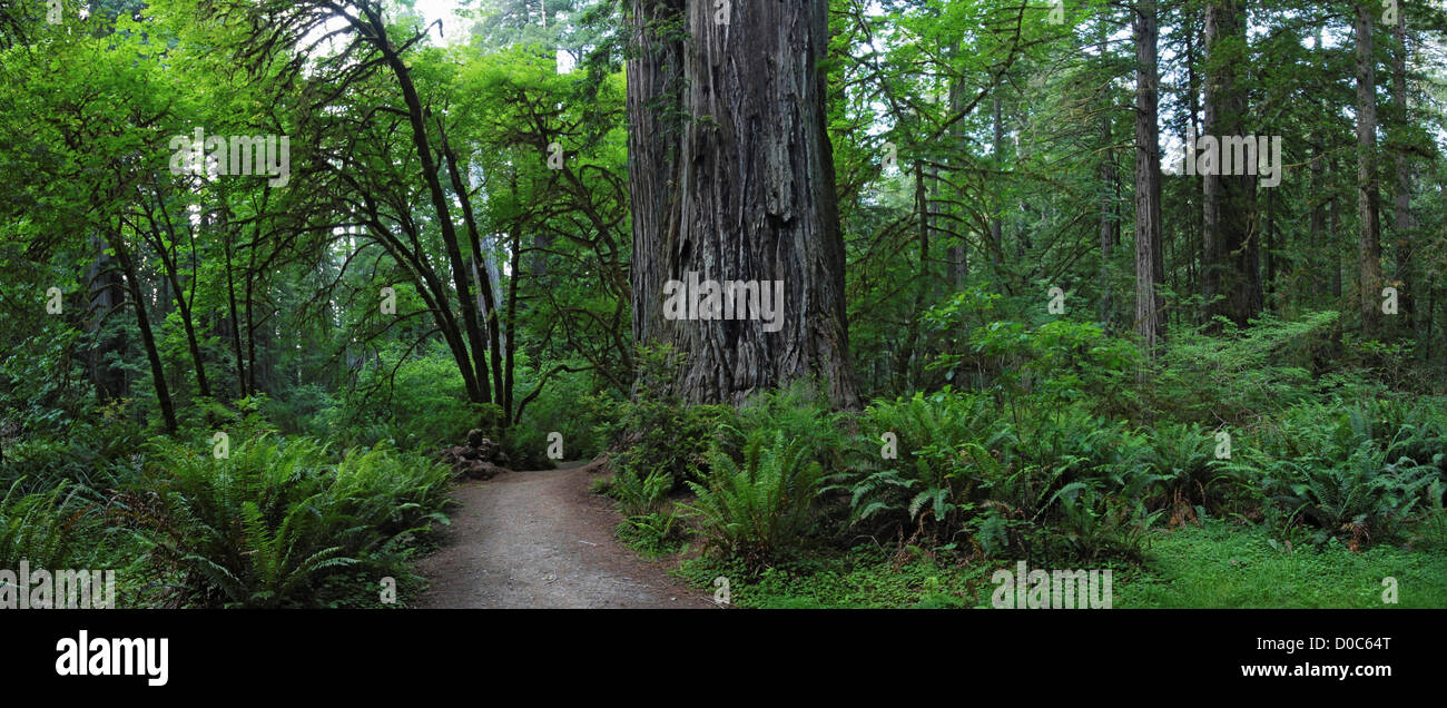 Trees in Redwood National and State Parks, in far northern California. Stock Photo