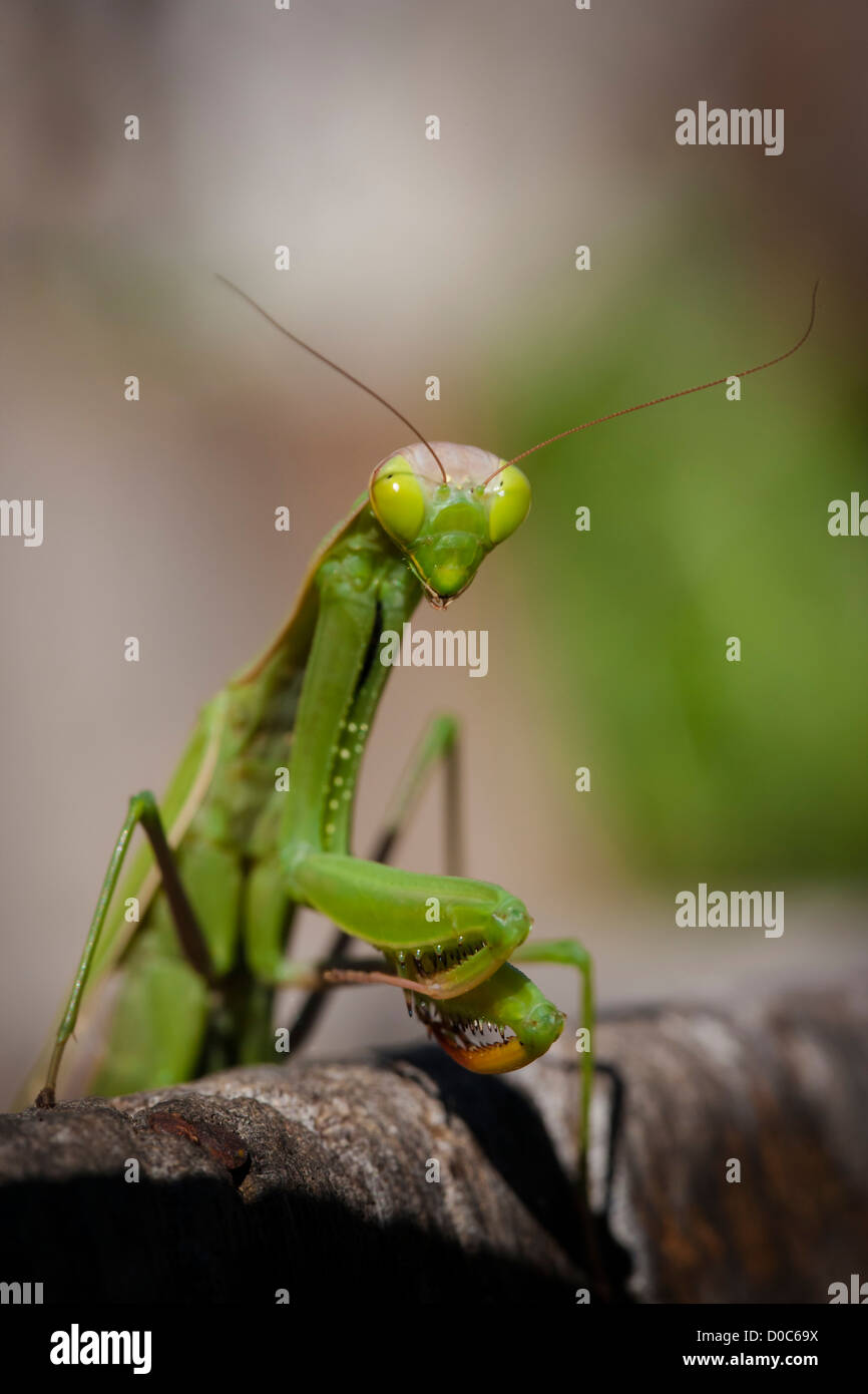 Green Preying Mantis Stock Photo