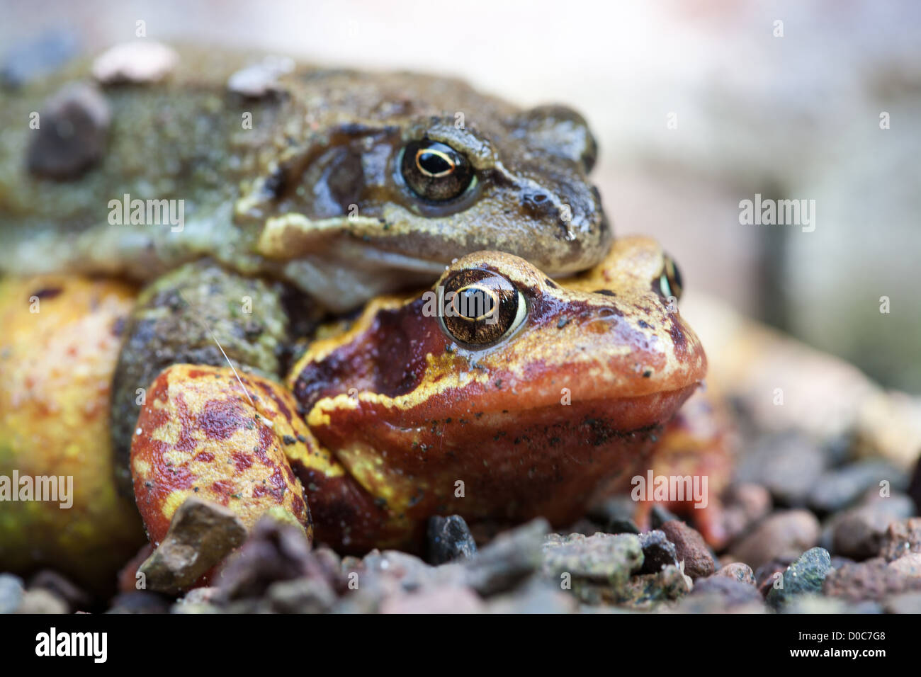 Male and Female frogs mating. British garden wildlife at springtime Stock Photo